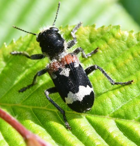 Clerus mutillarius
